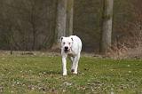 DOGUE ARGENTIN 506